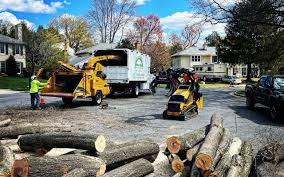 Best Stump Grinding and Removal  in Fort Sumner, NM