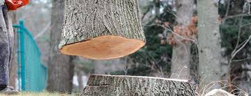 Best Emergency Tree Removal  in Fort Sumner, NM