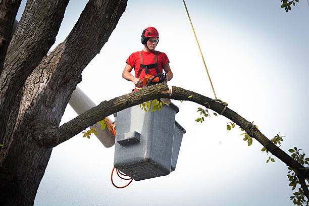 How Our Tree Care Process Works  in  Fort Sumner, NM