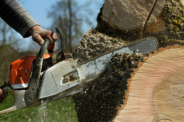 Best Storm Damage Tree Cleanup  in Fort Sumner, NM