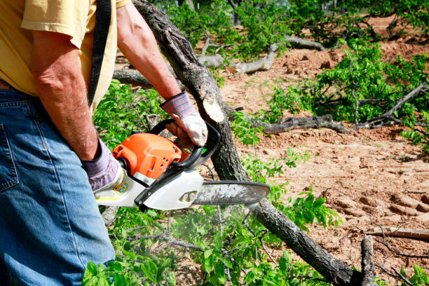 Best Tree Risk Assessment  in Fort Sumner, NM